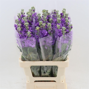 Matthiola Iron Blue | Extra