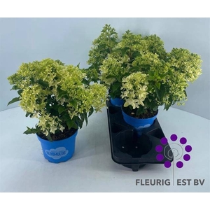 HYDR PA BLOOM NIMBUS