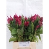 Celosia Pl. Century Purple