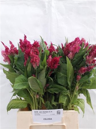 <h4>Celosia Pl. Century Purple</h4>