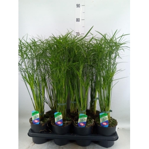 Cyperus alternifolius 'Gracilis'