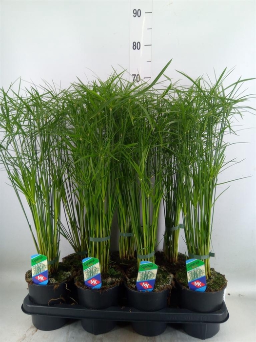 <h4>Cyperus alternifolius 'Gracilis'</h4>