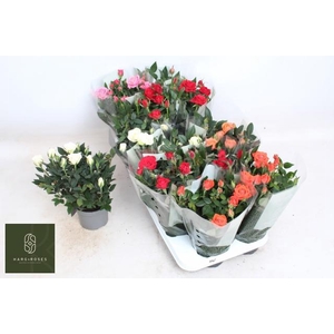 RO KORDANA GEM 5 SRT