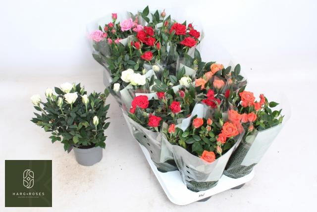 <h4>RO KORDANA GEM 5 SRT</h4>