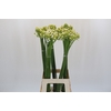 Ornithogalum Saundersiae