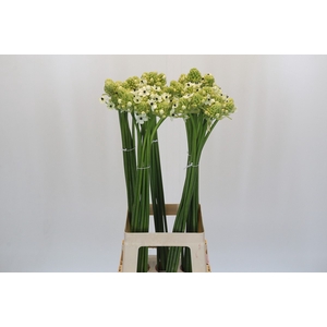 Ornithogalum Saundersiae