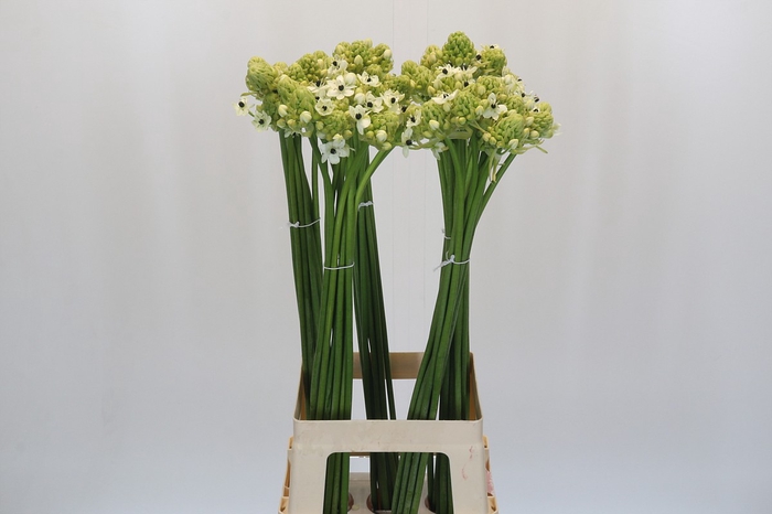 <h4>Ornithogalum Saundersiae</h4>