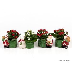 KALANCHOE BLOSSFELDIANA  p6