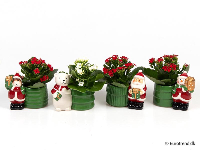 <h4>KALANCHOE BLOSSFELDIANA  p6</h4>