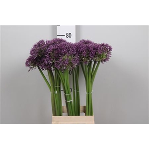 Allium Jackpot