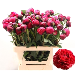 PAEO L RED SARAH BER