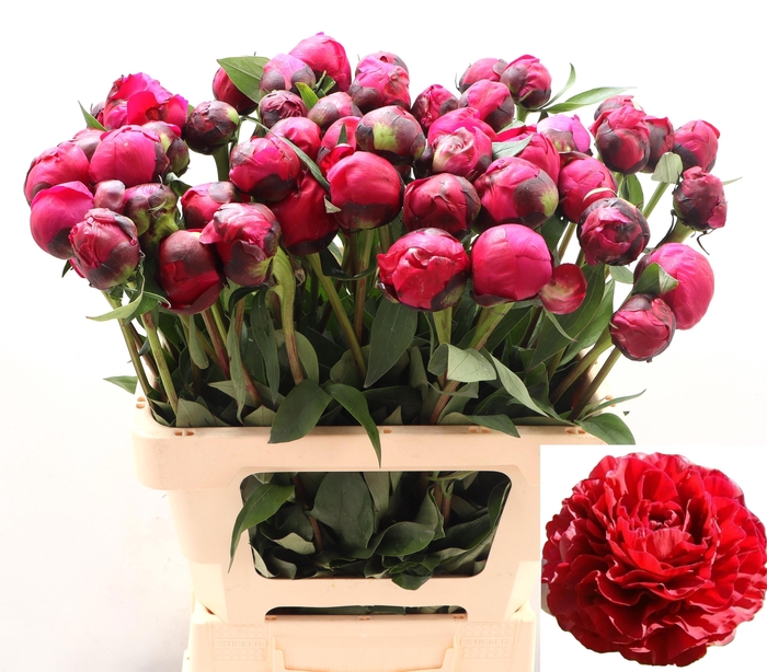 <h4>PAEO L RED SARAH BER</h4>