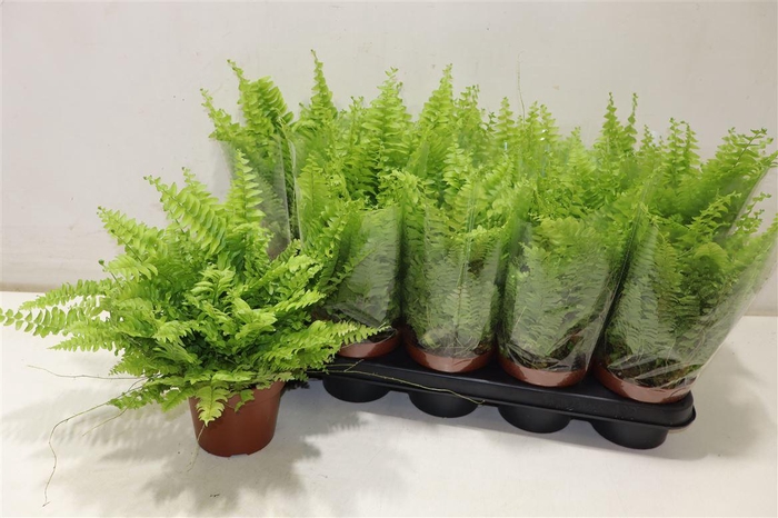 <h4>Nephr Ex Bos Bl Bell</h4>