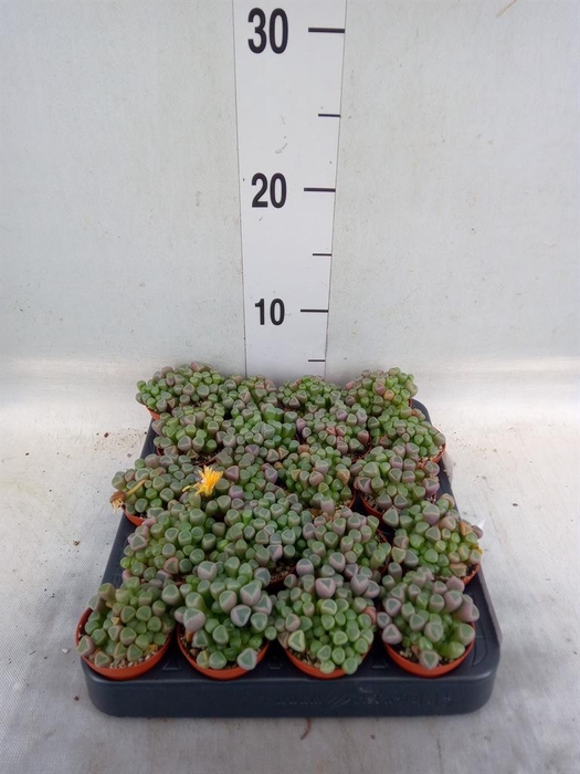 <h4>Succulents   ...</h4>