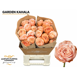 Rosa Garden Kahala
