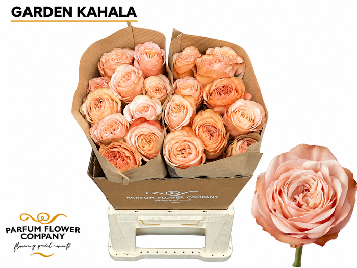 <h4>Rosa Garden Kahala</h4>
