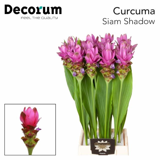 CURC SIAM SHADOW