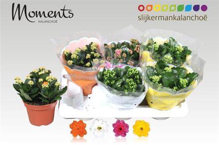 <h4>Kal Ge Gem 4 Kl P15</h4>