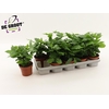 arr8 Coffea Arabica