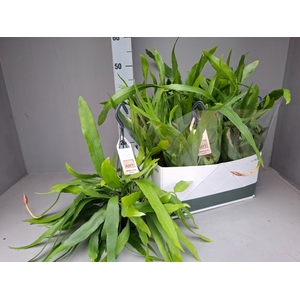 EPIPHYLLUM OV