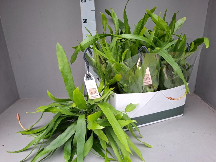<h4>EPIPHYLLUM OV</h4>