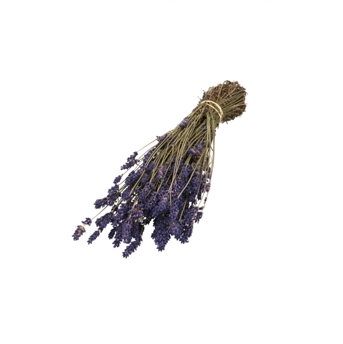 <h4>Droogbloem Lavendel 30cm 55g</h4>