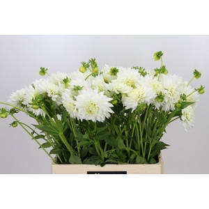 Dahlia White Cap