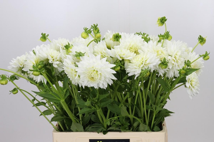 <h4>Dahlia White Cap</h4>