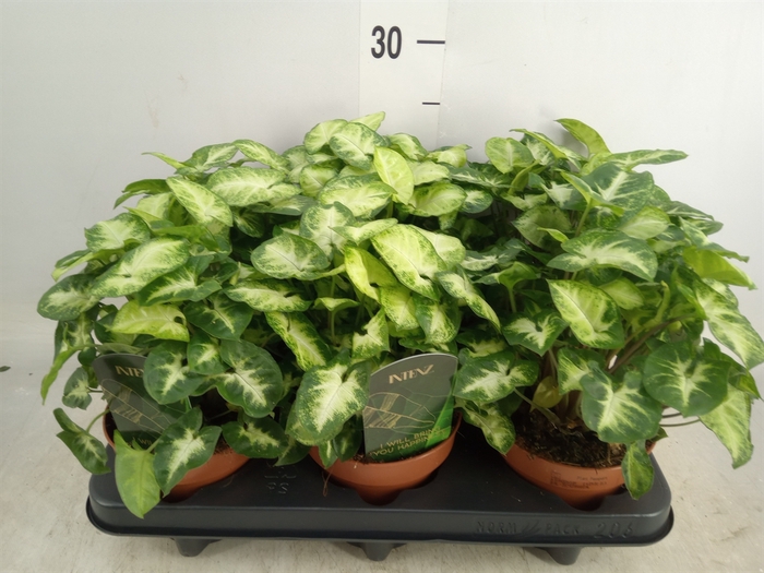 <h4>Syngonium  'Pixie'</h4>