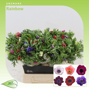 Anemone Rainbow