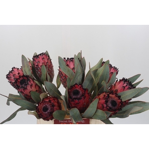 Protea Barbigera Ruby Princess Air