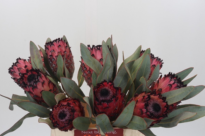 <h4>Protea Barbigera Ruby Princess Air</h4>