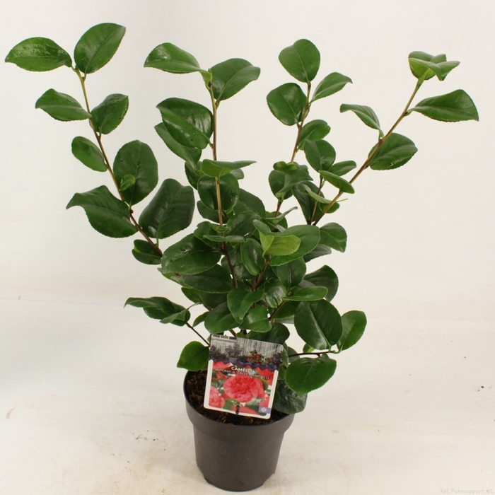 <h4>Camellia japonica Lady Campbell</h4>