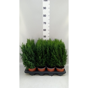 Chamaecyparis laws. 'Ellwoodii'