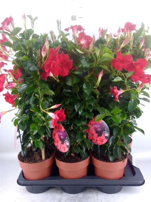 <h4>Mandevilla am. 'Diaman Topaze Ver'</h4>