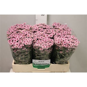 Chr S Calimero Pink
