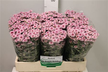 <h4>Chr S Calimero Pink</h4>