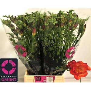 Freesia du Mandarine