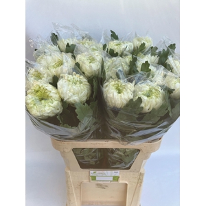 CHR G LOUIS GERM WHI