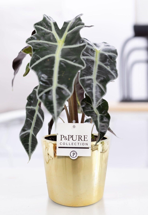 <h4>Alocasia Polly in P&PURE Laryssa ceramics shiny gold</h4>