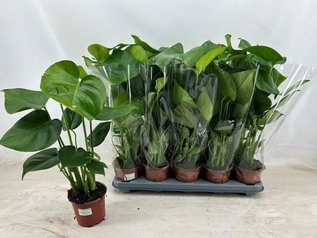 <h4>MONSTERA DELICIOSA</h4>