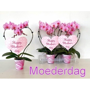 PHAL OV ROZE
