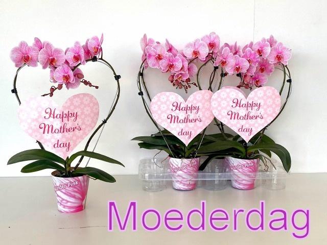 <h4>PHAL OV ROZE</h4>