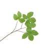 Silk Leaf Chestnut Green 79cm Nm