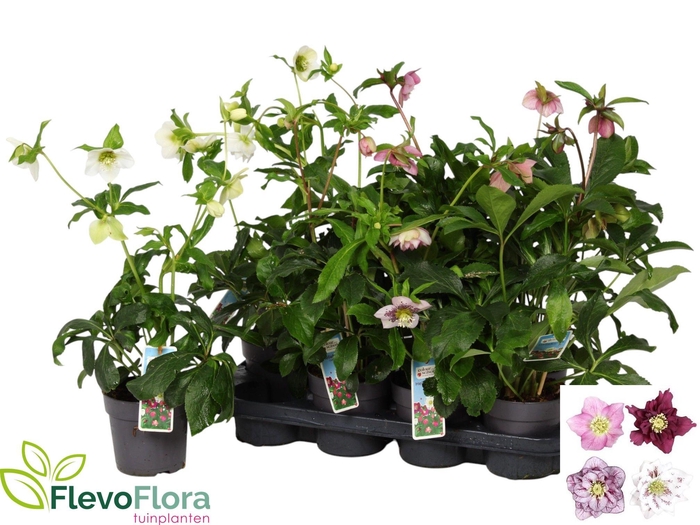 <h4>HELL ORIENTALIS</h4>