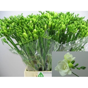 Freesia du Versailles