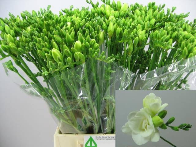 <h4>Freesia du Versailles</h4>