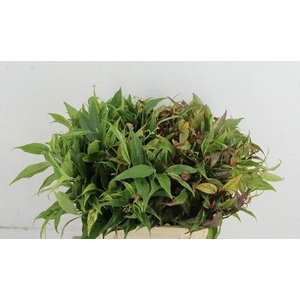 LEUCOTHOE FONT RAINB 040CM