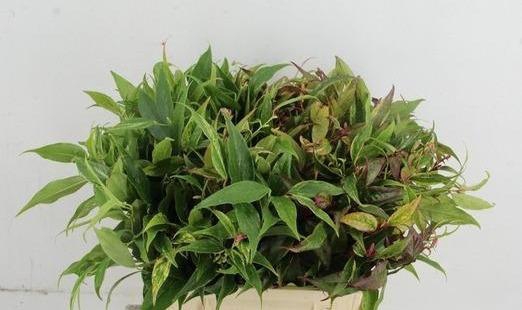 <h4>LEUCOTHOE FONT RAINB 040CM</h4>