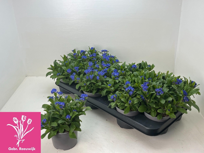 <h4>MYOS SY MON AMIE</h4>